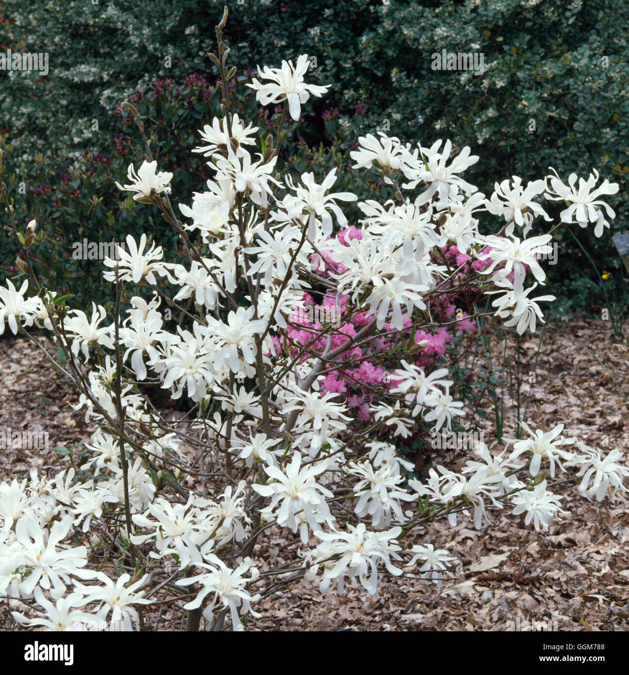 Magnolia stellata - `Royal Star'   TRS024265 Stock Photo